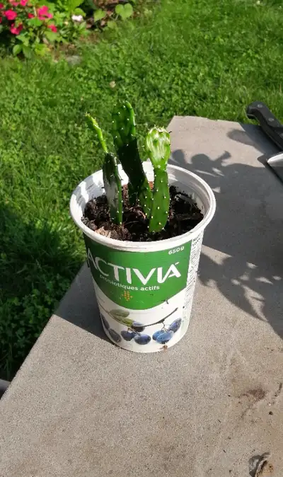 Prickly Pear Cactus , very healthy, View more