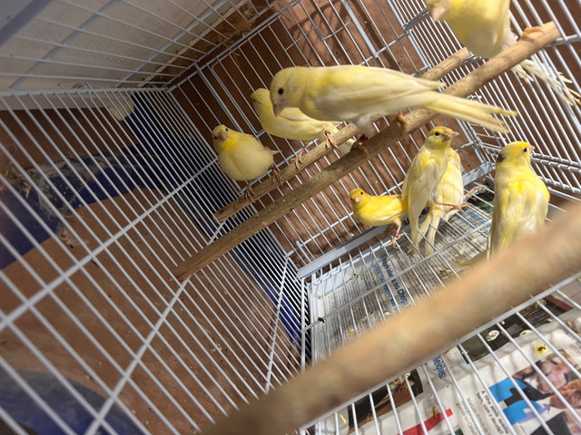 Pair Yellow canaries for sale in Birds for Rehoming in City of Toronto - Image 2