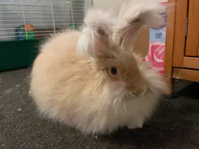 English Angora Rabbit, View more