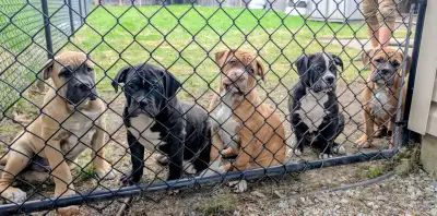 American Bulldog puppies now available, View more