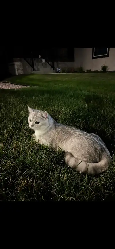 cat British short hair, View more