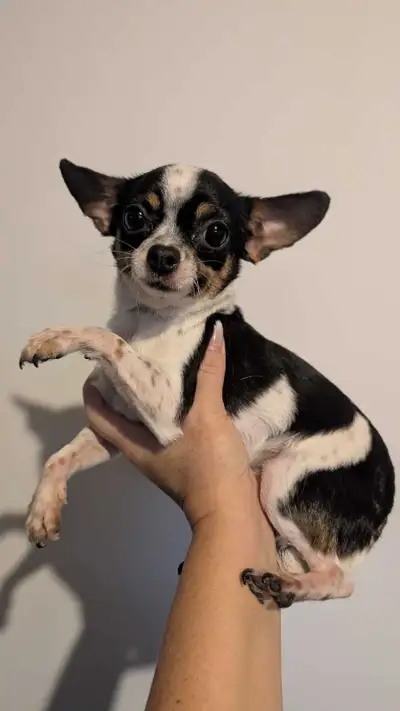 ❤️ merveilleuse chihuahua 1 1/2 (2 LBS)❤️, View more