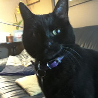 Cat sitter Available in North East Edmonton