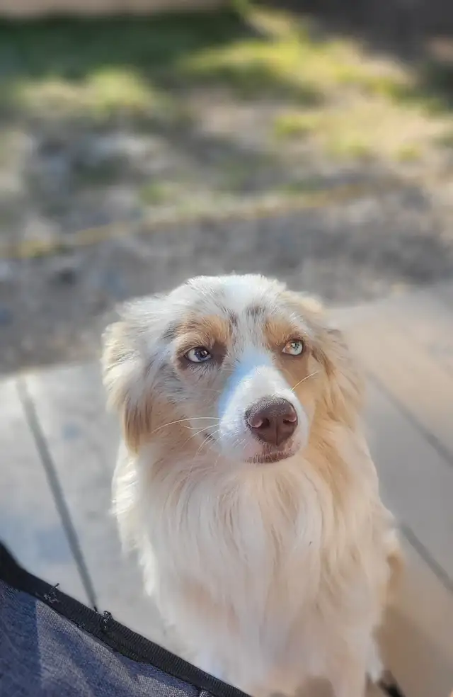 Toy/Mini Australian Shepard puppies in Dogs & Puppies for Rehoming in Edmonton - Image 9