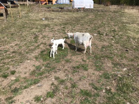 2 yr old Saanen Milk Goat with kids 