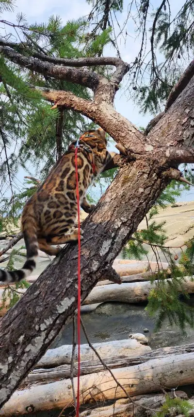 Bengal Kittens ( Rosettes on Gold) TICA registration , View more