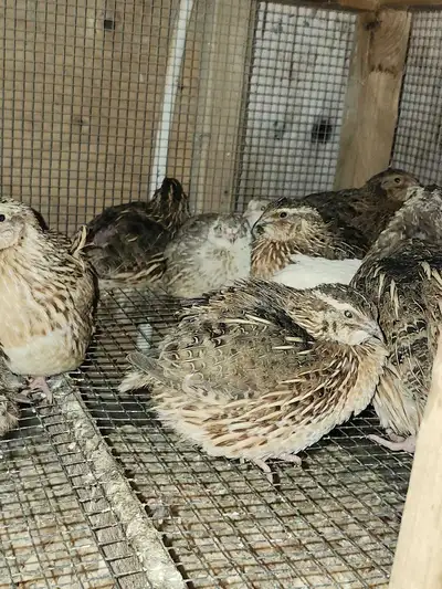 Jumbo Coturnix Quail , View more