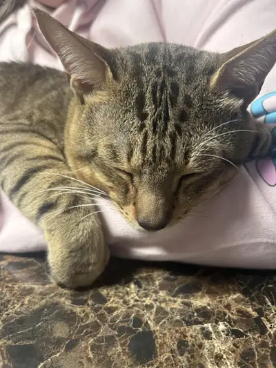 Chat Abyssin cherche maison/For Rehoming, View more