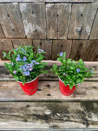 Forget me not perennial plant