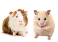 Hamster and other small animal sitters
