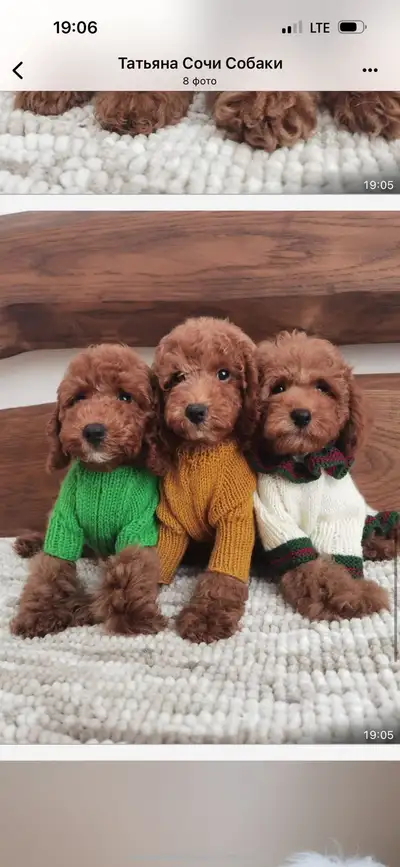 Purebred puppies toy/miniature poodle, View more