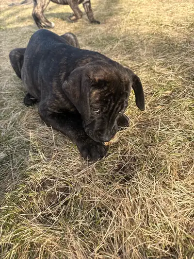 cane corso puppies , View more