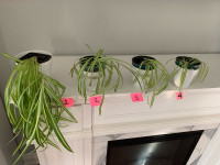  SPIDER PLANTS:  -Super easy to grow! - Spider Plant