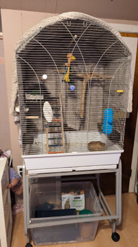 Grande cage a oiseaux avec deux inséparables mâle et femelle