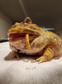 sub adult pacman frog for sale