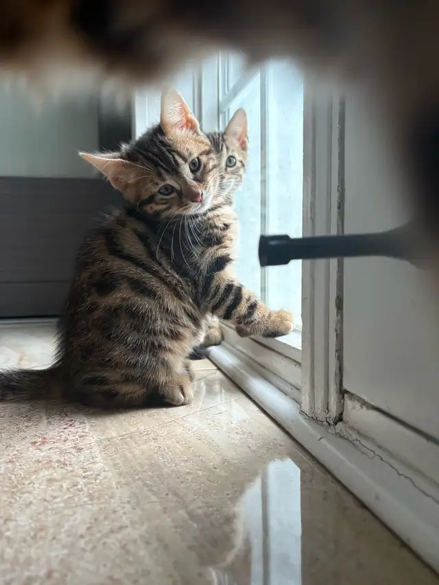 Mixed Bengal kittens in Cats & Kittens for Rehoming in City of Montréal - Image 4