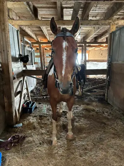 4000 obo 10 year old Paint gelding 15'2-15'3 Bourbon came to us quite "light" he's a little too cond...