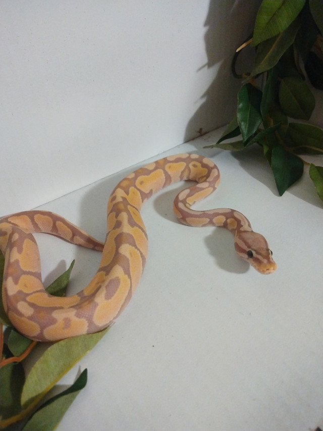 ball pythons in Reptiles & Amphibians for Rehoming in Lethbridge