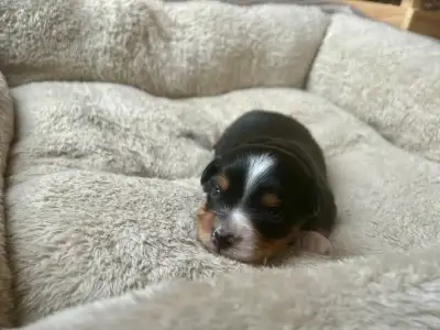 CKC Miniature American Shepherd puppies (Mini Aussie), View more