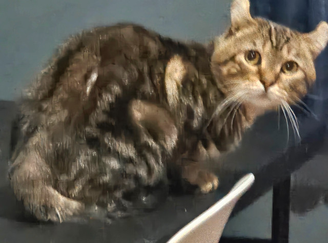 Hyghland lynx dans Chats et chatons à adopter  à Longueuil/Rive Sud - Image 2