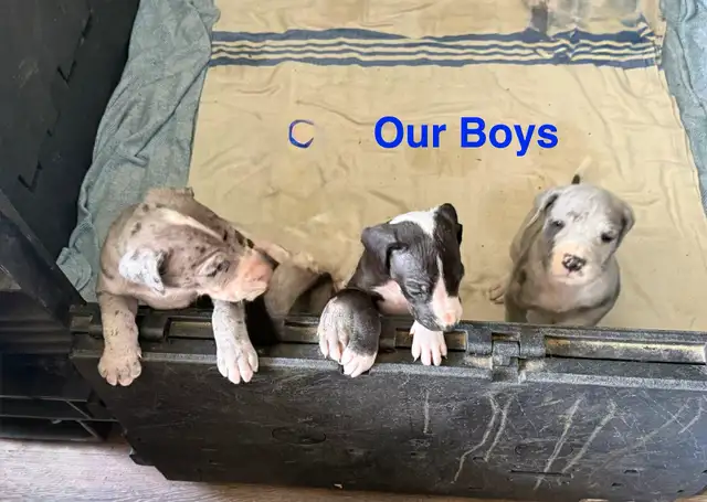 LITTLE giants Great Danes in Dogs & Puppies for Rehoming in Markham / York Region - Image 4