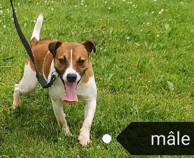 Jack Russell mâle adulte à vendre in Dogs & Puppies for Rehoming in Longueuil / South Shore - Image 2
