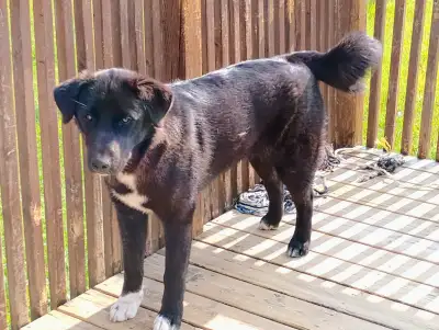 Akita st. Bernard mix puppy, View more