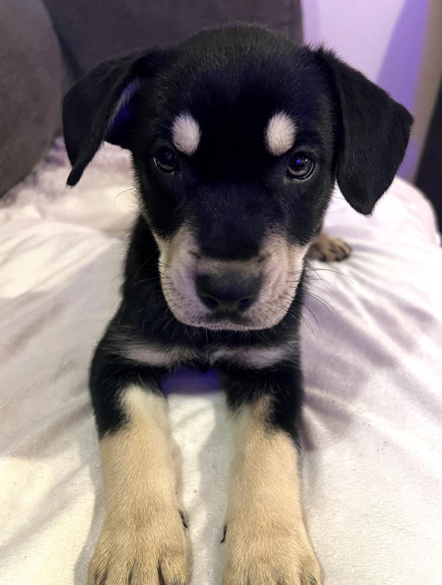 Cane Corso/Husky Mi in Dogs & Puppies for Rehoming in St. Catharines - Image 4