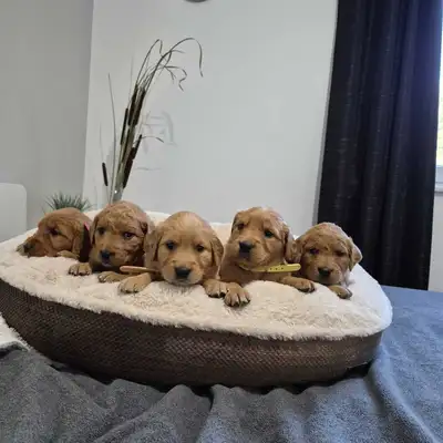 Beautiful Golden Retriever Puppies, View more