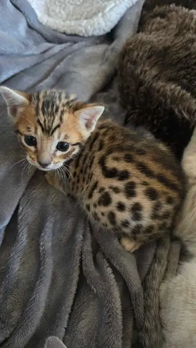 Savabengal Kitten, View more