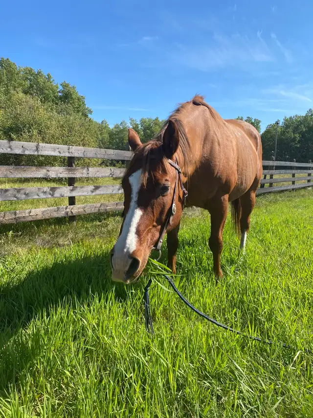 Quarter Horse  in Horses & Ponies for Rehoming in Grande Prairie - Image 6