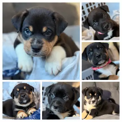 11 magnifiques chiots croisés – Réservations ouvertes –, View more
