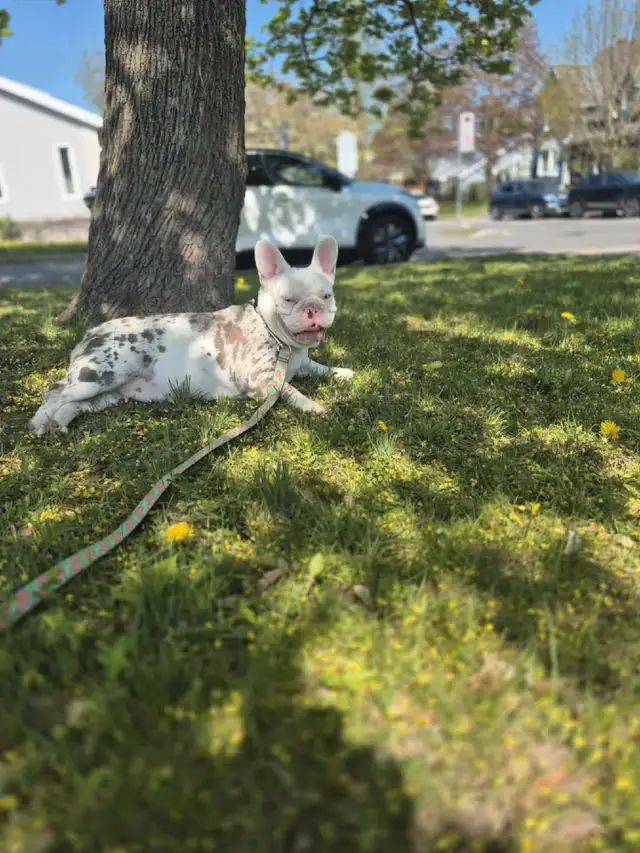 Recherche familles d'accueil pour bouledogues français in Dogs & Puppies for Rehoming in Longueuil / South Shore - Image 8