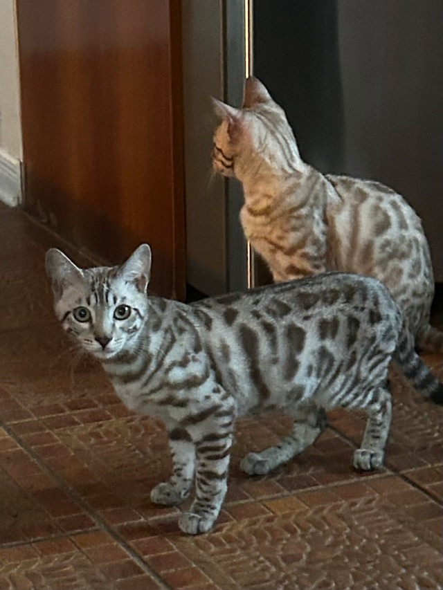 Chatons bengal dans Chats et chatons à adopter  à Lanaudière - Image 4