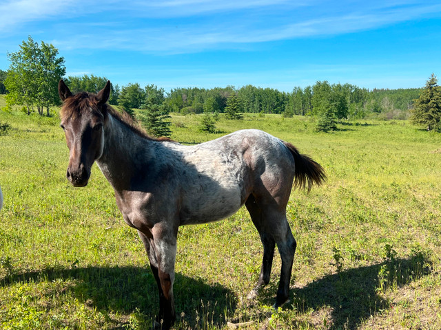 Aqha filly in Horses & Ponies for Rehoming in Edmonton