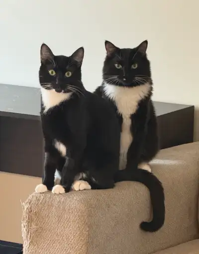 2 male tuxedo cats, View more