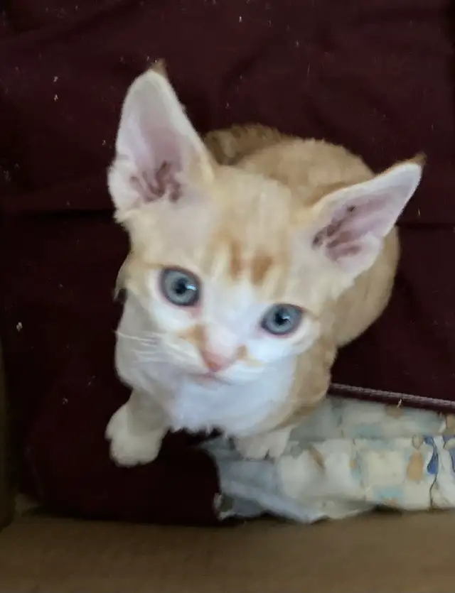 Devon Rex kittens in Cats & Kittens for Rehoming in Barrie - Image 5