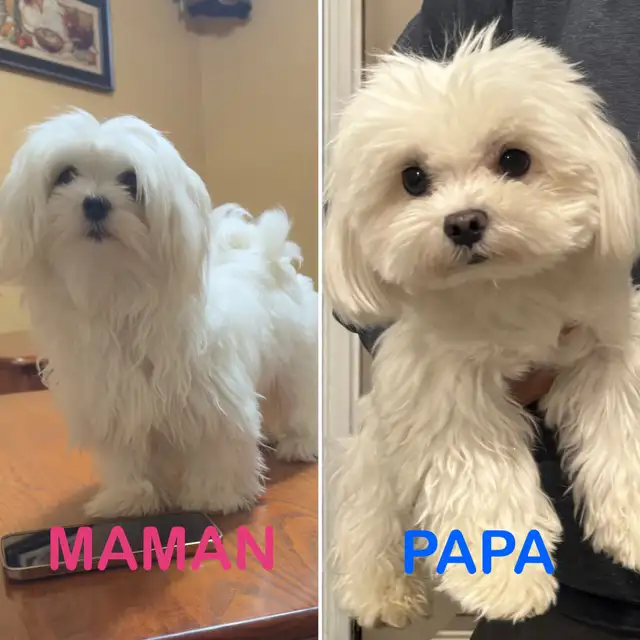Maltese miniature amazing quality ,Bichon maltais ⭐️ in Dogs & Puppies for Rehoming in Laval / North Shore - Image 9