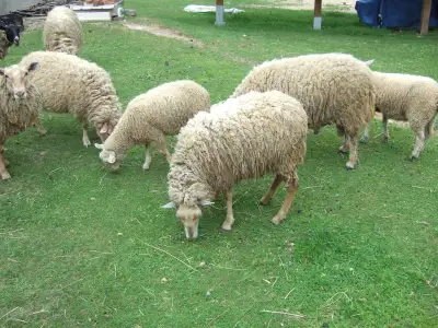 Ewe and Ram Lambs, View more