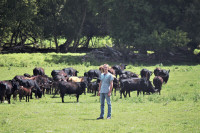 Grass-fed Beef Purchase by whole or half Reserve yours today