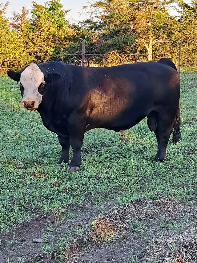 Simmental Bull | Livestock | Kingston | Free local classifieds - Kijiji