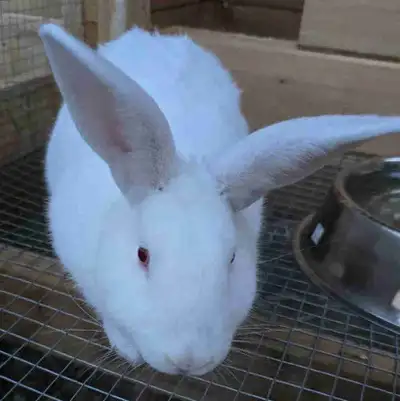New Zealand buck for sale, for meat or for a pet as he is very gentle and likes to be pet, he is 7 m...