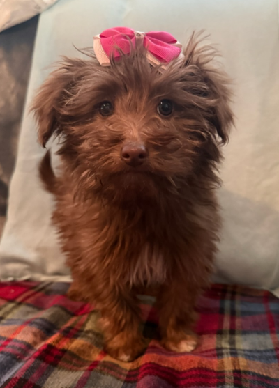 3 Mini Aussiedoodle females available!, View more