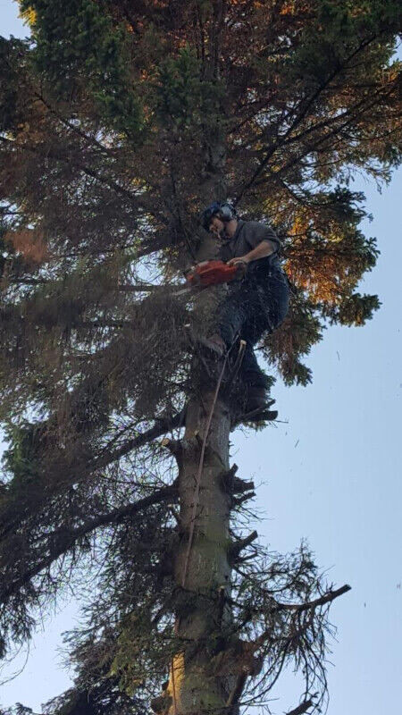Tree/Brush Removal & Tree Trimming in Lawn, Tree Maintenance & Eavestrough in Cole Harbour - Image 2