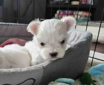 Beautiful TRULY TINY Maltese - one female left!, View more