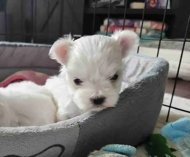 ❤️Beautiful TINY  TOY size Maltese - one female left❤️! in Dogs & Puppies for Rehoming in Edmonton - Image 8