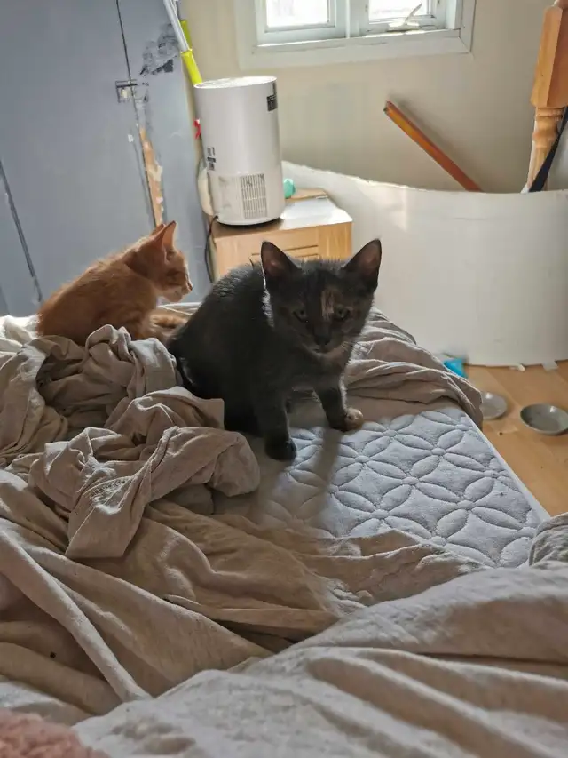 chatons vermifugés  in Cats & Kittens for Rehoming in Saint-Hyacinthe - Image 6
