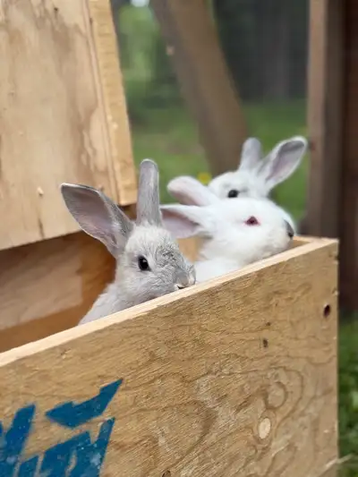 ⸻ Bunnies Ready to Go – Great for Pets or Meat Rabbits – $35 Each We have a healthy batch of bunnies...