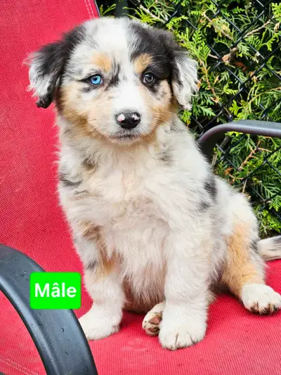 Bonjour, j'ai de beaux chiots qui se chercheront une nouvelle famille. Très bon chien de famille ave...