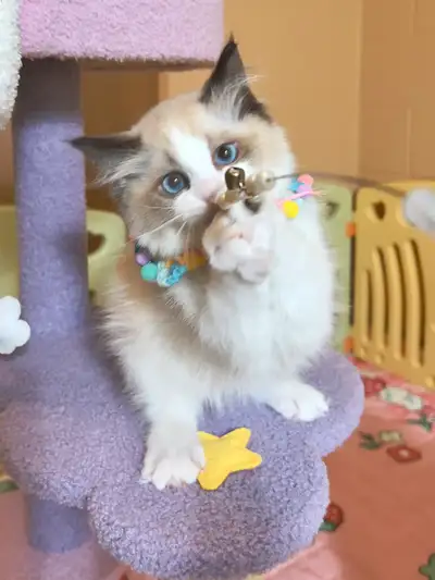 Pure Tica registered Ragdoll Kittens, View more